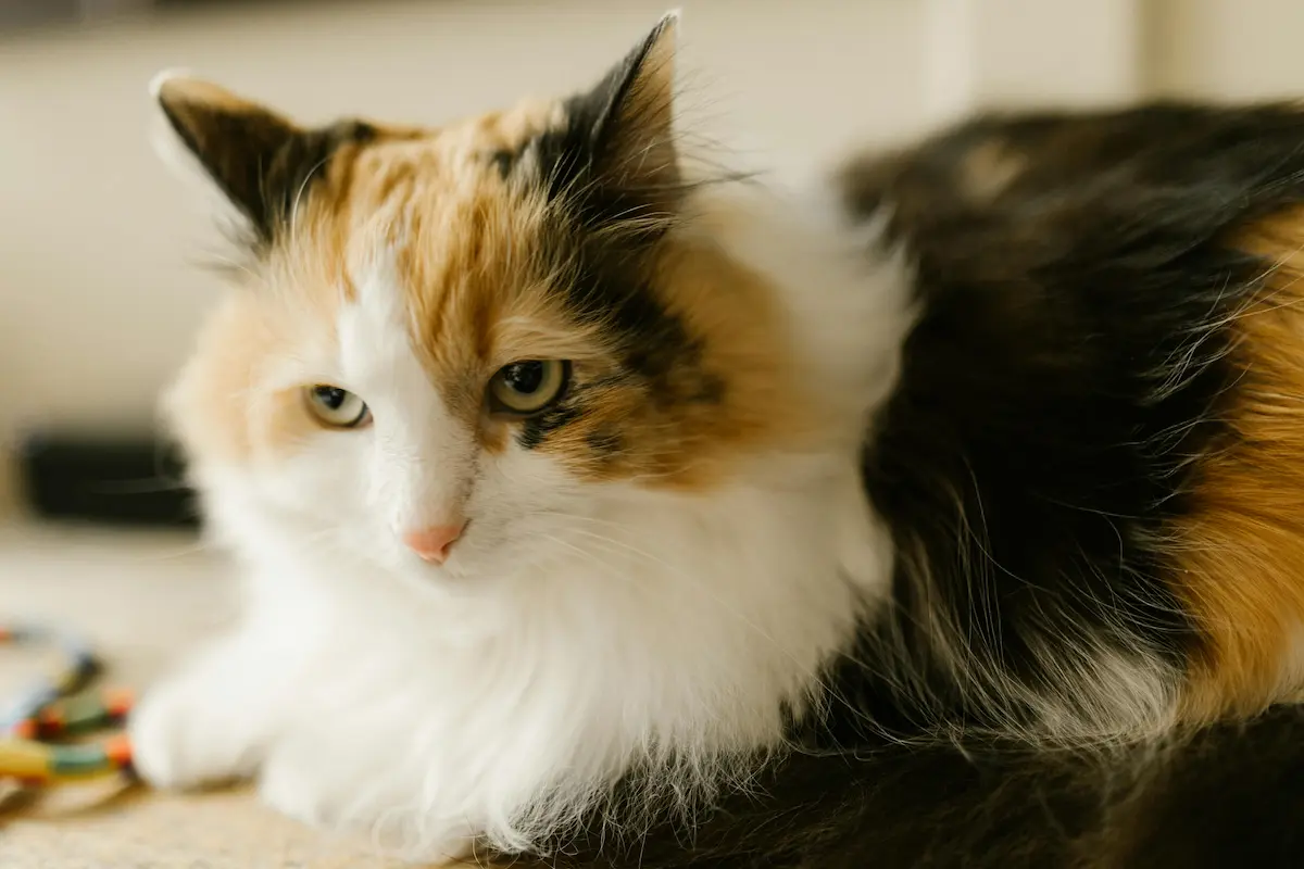 ノルウェージャンフォレストキャットの写真