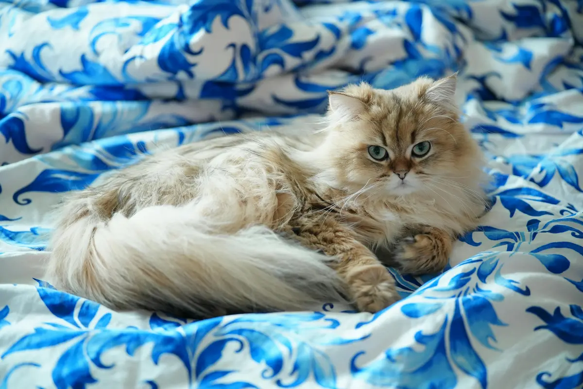 ペルシャ猫の写真