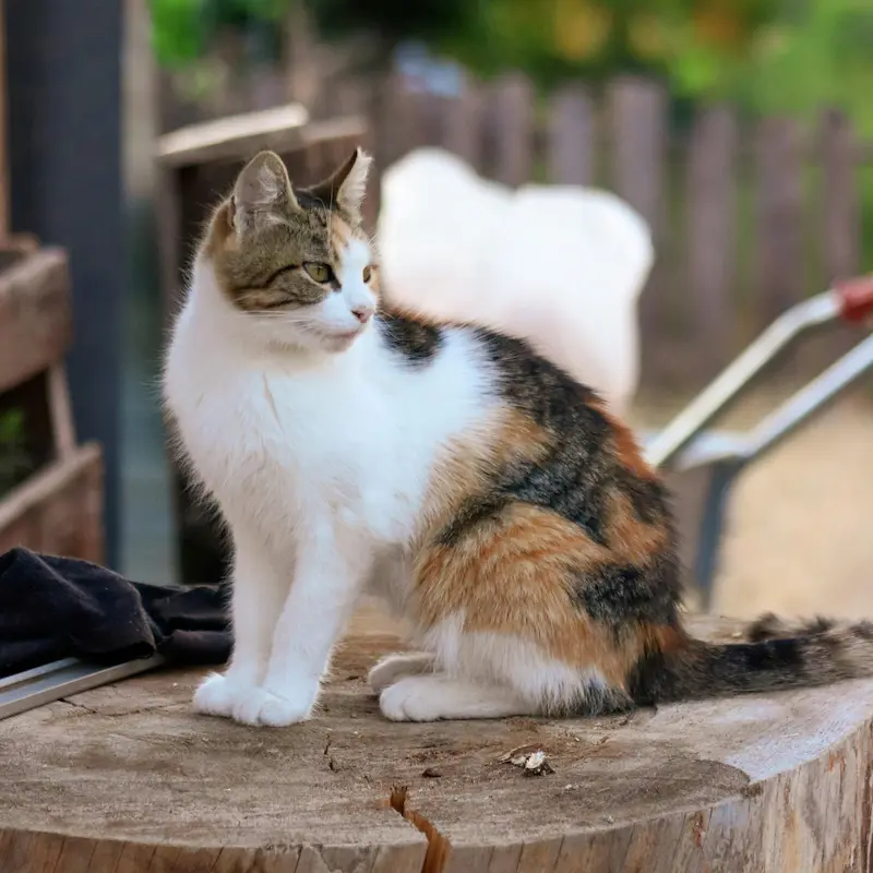 混血猫（三毛猫）の写真