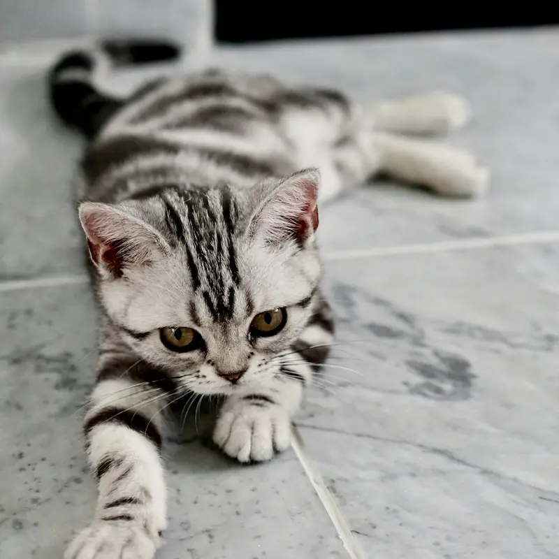 アメリカンショートヘアの子猫の写真